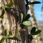 Fouquieria splendens برگ