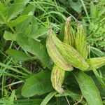 Asclepias viridis Lapas