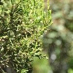 Erica arborescens Leaf