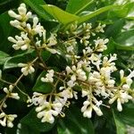 Ligustrum vulgareBloem