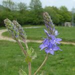 Veronica teucrium Flower