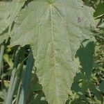 Hibiscus laevis Lehti