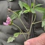 Althaea cannabina Leaf