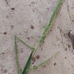 Setaria palmifolia Flower