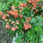 Chaenomeles speciosaКветка