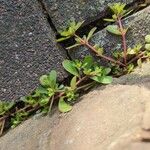 Portulaca trituberculata Blad