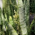 Dracaena hyacinthoides عادت داشتن