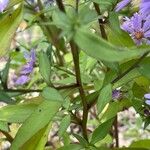 Symphyotrichum cordifolium Levél