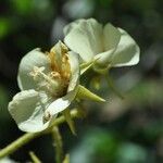 Dombeya acutangula Flower