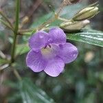 Mimulopsis glandulosa Flor