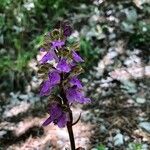 Orchis spitzelii Bloem