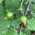 Ribes cynosbati Fruto