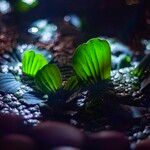 Pistia stratiotes Leaf