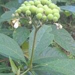 Solanum umbellatum Flower