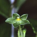 Matelea reticulata Cvet