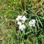 Achillea nobilisFlower