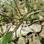 Limosella aquatica Habit