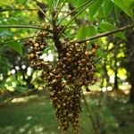 Toxicodendron succedaneum Fruit