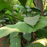 Musa spp. Leaf