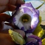 Eustoma grandiflorum Flower