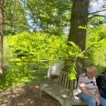 Taxodium distichumList