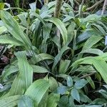 Aspidistra subrotata