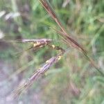 Andropogon gerardi Blomst