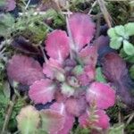 Saxifraga cuneifolia Цветок