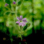 Erinus alpinus Flower