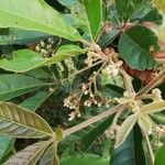 Vitex madiensis Flor
