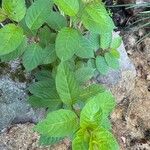 Cephalanthus occidentalis Hoja