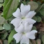Thunbergia fragrans Kvet