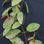 Stigmaphyllon ellipticum Otro