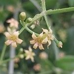 Rubia tinctorum ফুল