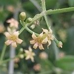 Rubia tinctorum Flower