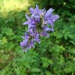 Campanula cervicaria Fleur