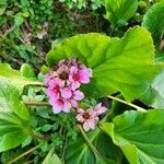 Bergenia cordifoliaЦветок