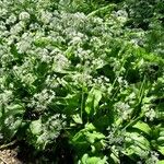 Allium ursinumFlower