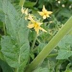 Solanum lycopersicum Leaf