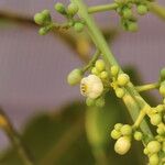 Khaya anthotheca Floro