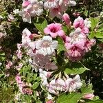 Weigela floridaFlors