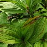 Veratrum nigrum 葉