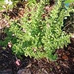 Salvia × jamensis Habit