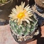 Coryphantha echinus Blüte