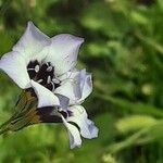 Gilia tricolor Kvet