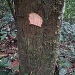 Cola acuminata Кора