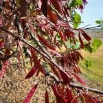 Cercis griffithii পাতা