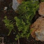 Athyrium distentifolium Blad