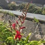 Crocosmia aurea Blüte