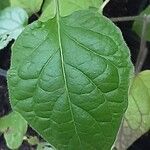 Physalis peruviana Leaf